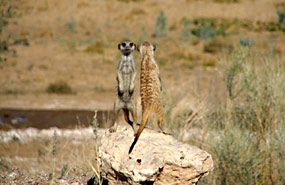 Erdmännchen (Suricata suricatta)