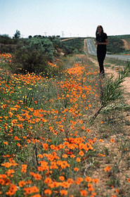 Blüte an der Straße im Namaqualand