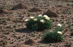 Blüte im Namaqualand