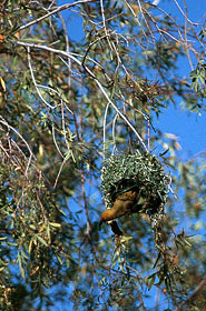 Webervogel am Nest