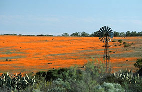 Frühjahrsblüte in der Skilpad Section des Namaqua National Parks