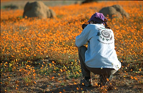 Frühjahrsblüte in der Skilpad Section des Namaqua National Parks