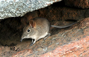 Kap-Elefanten-Spitzmaus (Elephantulus edwardii)