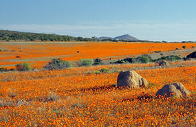 Frühjahrsblüte in der Skilpad Section des Namaqua National Parks