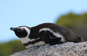 Pinguin am Boulders Beach