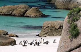 Pinguine am Boulders Beach