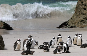 Pinguine am Boulders Beach