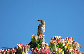 Kaphonigfresser o. Cape Sugarbird (Promerops cafer)