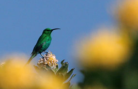 Malachitnektarvogel (Nectarinia johnstoni)