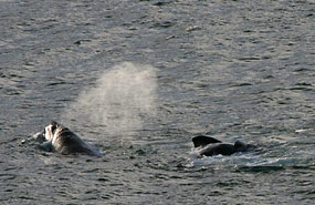 Südliche Glattwale - Southern Right Whale (Eubalaena australis)