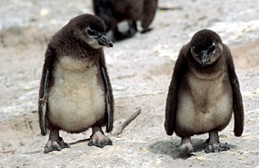 Pinguine am Boulders Beach