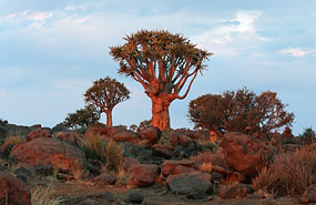 Köcherbaumwald, Keetmanshoop