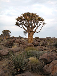 Köcherbaumwald, Keetmanshoop