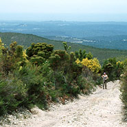 Fynbos