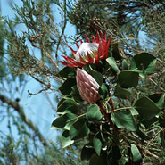 Protea