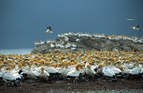 Lamberts Bay - Kaptölpel