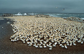 Lamberts Bay - Kaptölpel