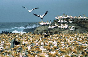 Lamberts Bay - Kaptölpel