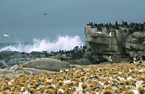 Lamberts Bay - Kaptölpel