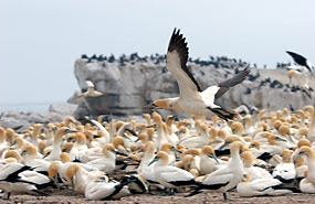 Lamberts Bay: Kaptölpel (Morus capensis)