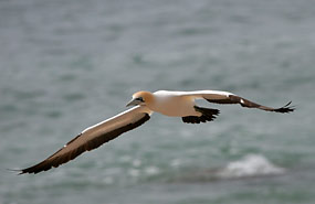 Lamberts Bay: Kaptölpel (Morus capensis)