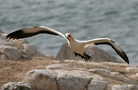 Lamberts Bay: Kaptölpel (Morus capensis)