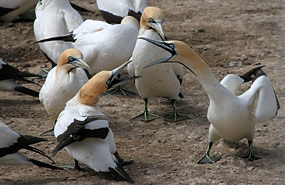 Lamberts Bay: Kaptölpel (Morus capensis)