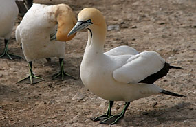 Lamberts Bay: Kaptölpel (Morus capensis)