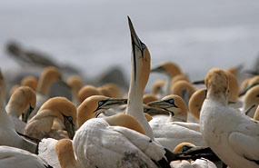 Lamberts Bay: Kaptölpel (Morus capensis)