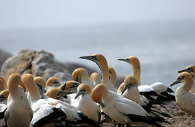 Lamberts Bay: Kaptölpel (Morus capensis)