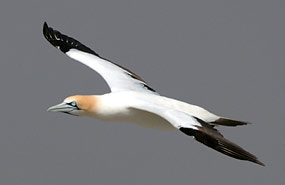 Lamberts Bay: Kaptölpel (Morus capensis)