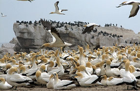 Lamberts Bay: Kaptölpel (Morus capensis)