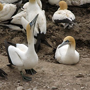 Lamberts Bay: Kaptölpel (Morus capensis)