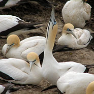 Lamberts Bay: Kaptölpel (Morus capensis)