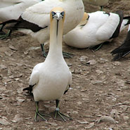 Lamberts Bay: Kaptölpel (Morus capensis)