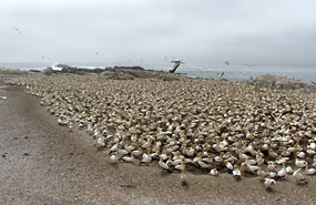 Lamberts Bay: Kaptölpel (Morus capensis)