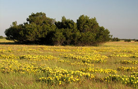 Blühende Felder