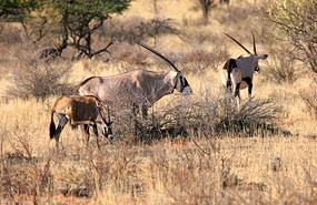 Oryxantilope oder Gemsbok (Oryx gazella)