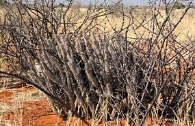 Hoodia (Hoodia currori)