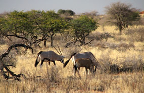 Oryxantilope oder Gemsbok (Oryx gazella)