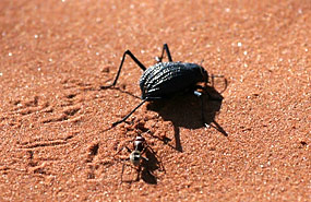 Schwarzkäfer und Namib-Dünen-Ameise