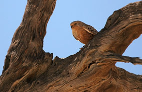 Falke im Deadvlei