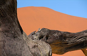 Deadvlei