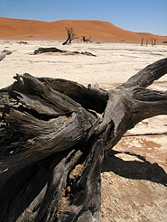 Deadvlei