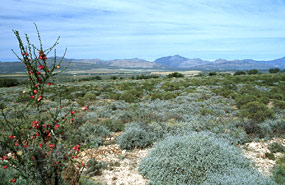 auf dem Weg nach Oudtshoorn