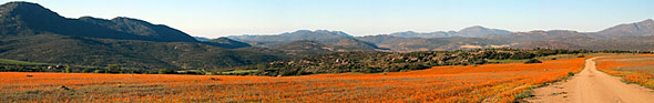 Frühjahrsblüte an der Straße im Namaqualand