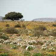 an der N 14 nahe Pofadder, Feld mit Blumen