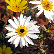 an der N 14 nahe Pofadder, Blüten