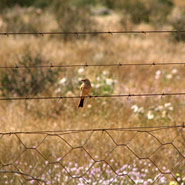 an der N 14 nahe Pofadder, Vogel auf dem Zaun