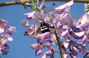 Hummel in der Wisterie